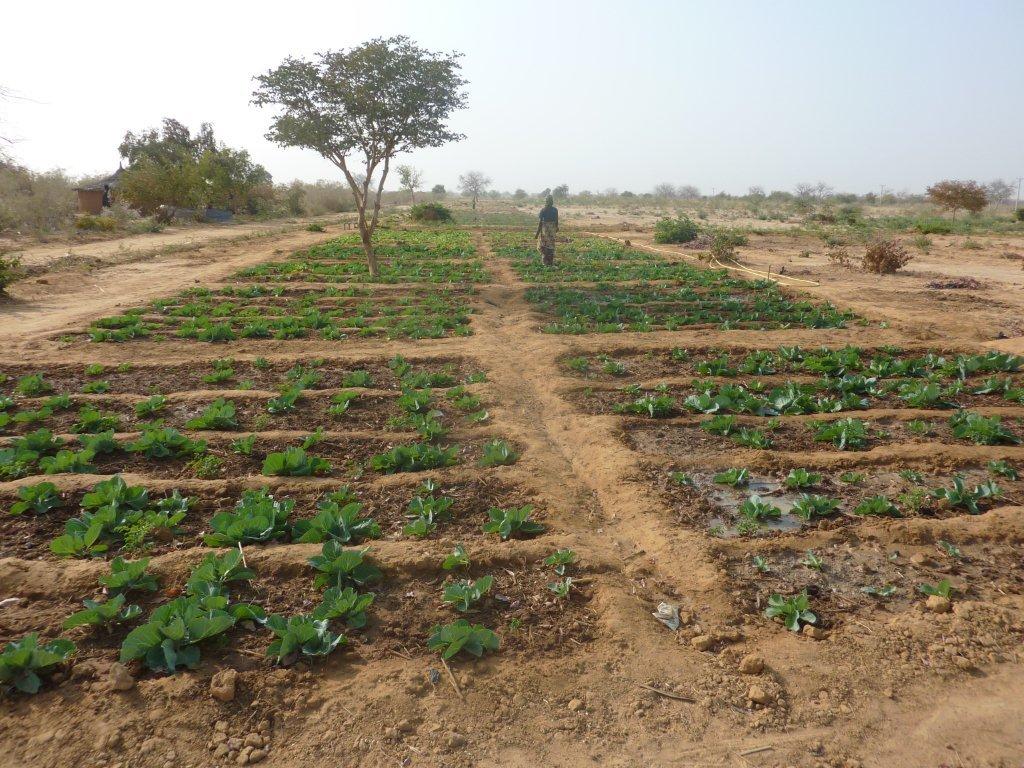 Engagement de Périclès Group auprès de Tree-Nation au Niger