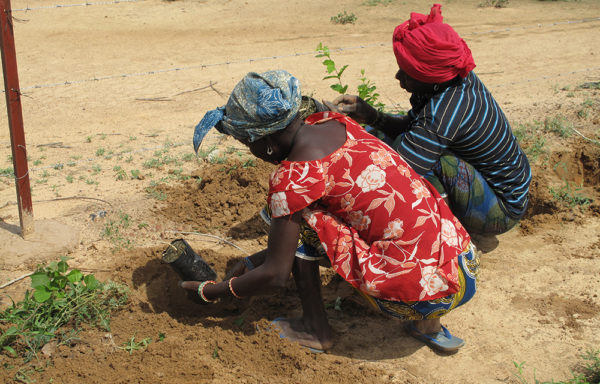 Tree Nation Dosso mise au sol - Périclès Group