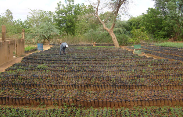 Tree Nation Dosso plantation - Périclès Group